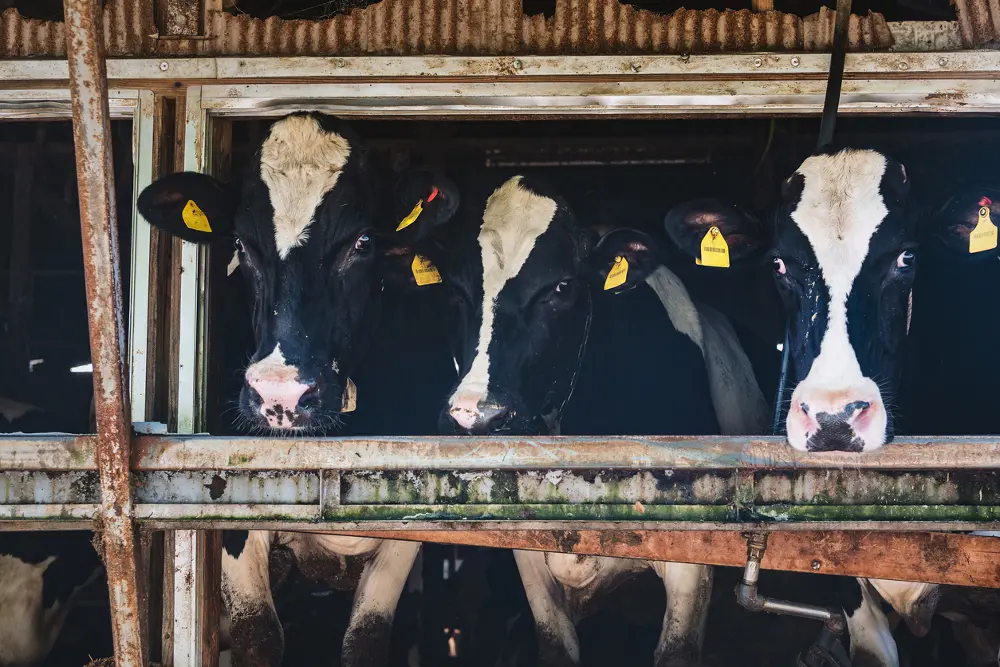 Mangiare meno carne fa bene all’ambiente? Non sempre