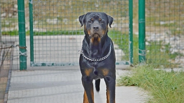 Cane rottweiler cade dal terzo piano e colpisce donna incinta: la 28enne è grave