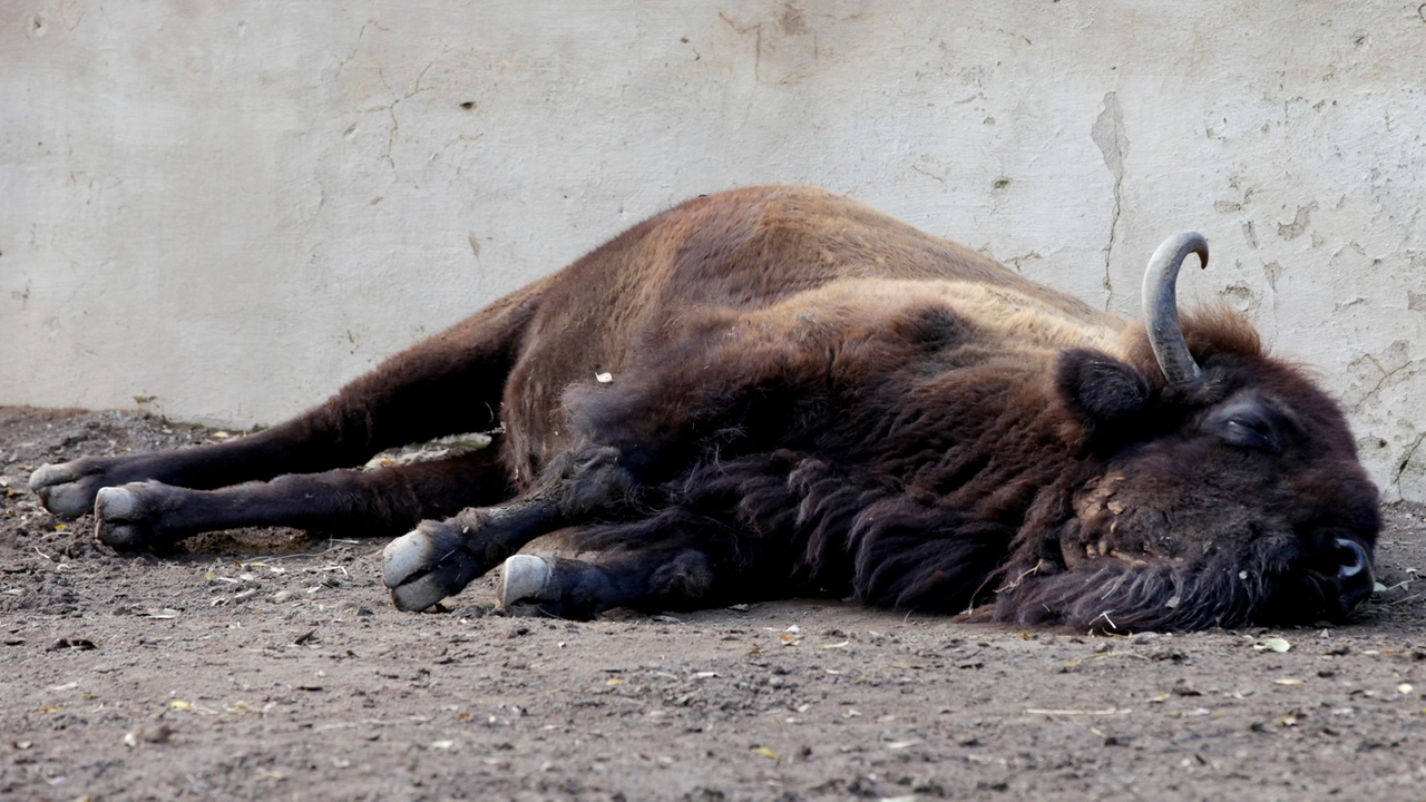 Bisonte europeo in una foto L.Gallitto