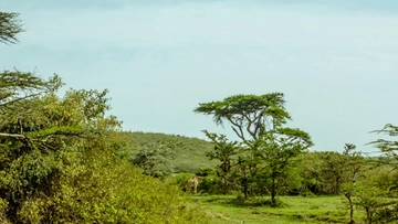 Carbon credits, in Kenya il governo sfratta le comunità per piantare alberi