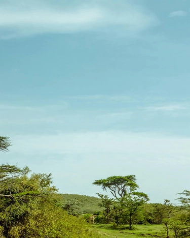 Carbon credits, in Kenya il governo sfratta le comunità per piantare alberi