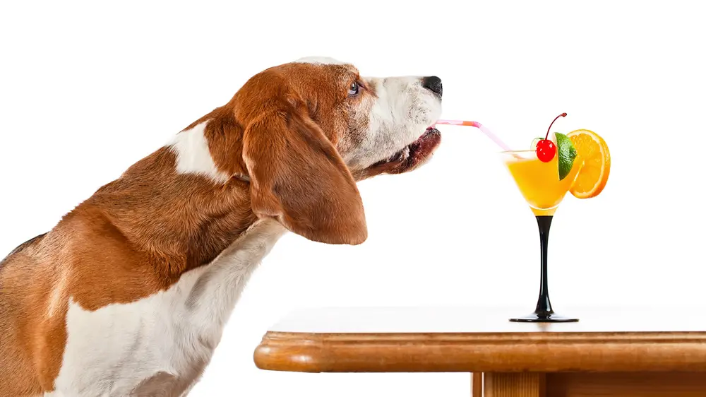 A Londra c'è un bar che prepara cocktail per cani