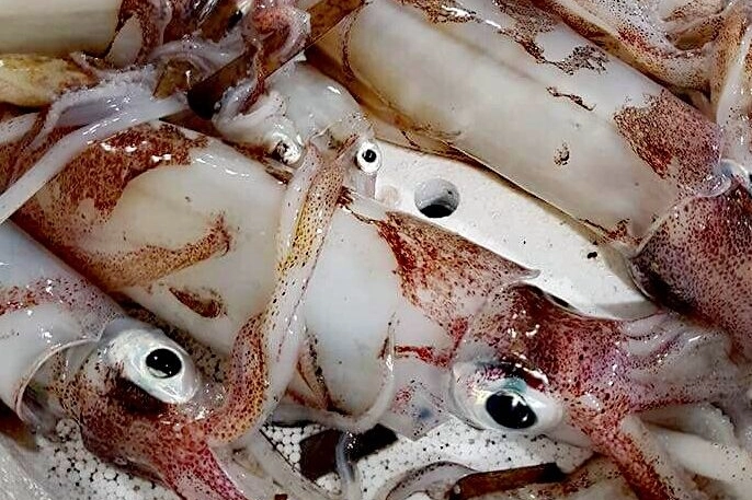 Calamari