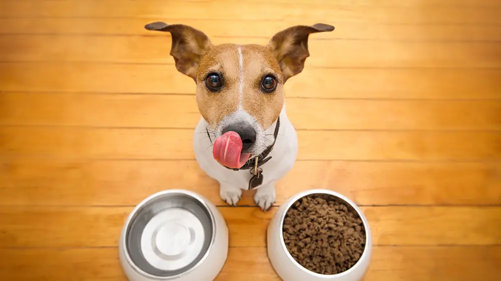 I cani che mangiano una volta sola al giorno invecchiano meglio