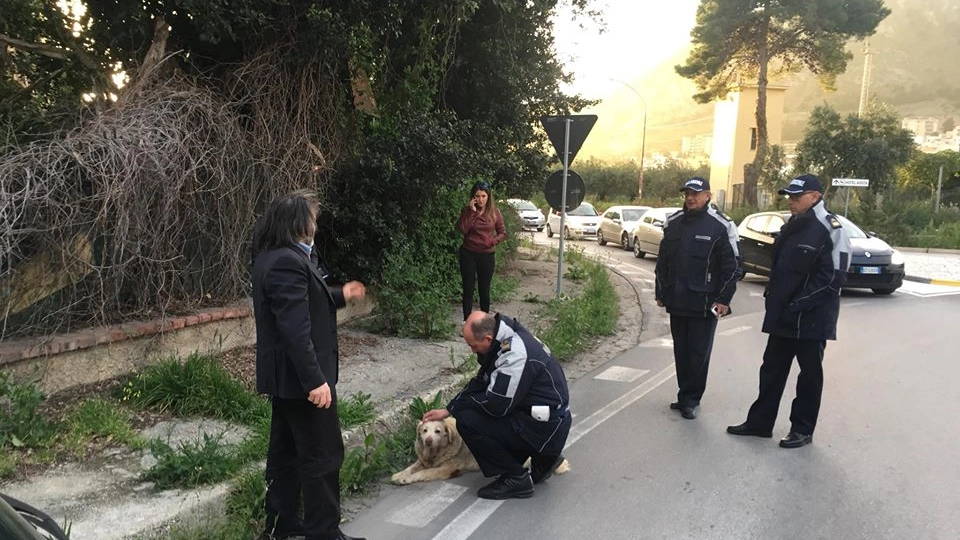 Gli agenti di Polizia municipale accanto al cane ferito