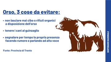 Orso investito in Trentino a Vezzano. E alla gara podistica per Andrea Papi c’è chi si firma JJ4