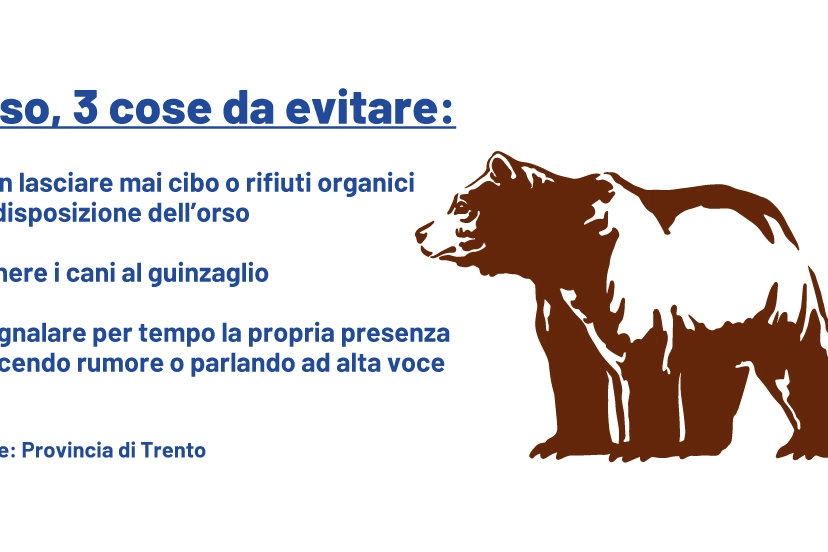 Orsi, 3 cose  da evitare