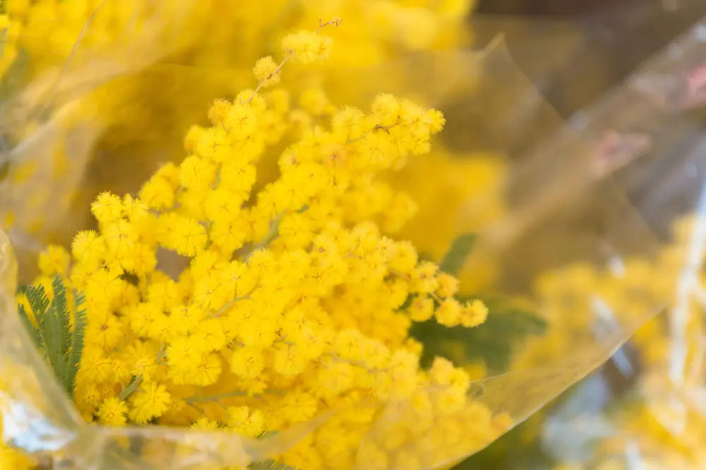 Giornata internazionale della donna, perché l'8 marzo si regala la mimosa