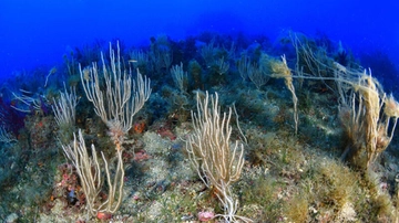 Temperatura record per le acque del Mare Mediterraneo: “Registrati 28,71 gradi”