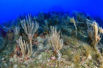 Temperatura record per le acque del Mare Mediterraneo: “Registrati 28,71 gradi”