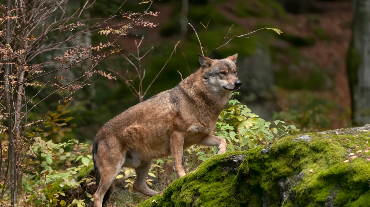 Lupi che sbranano cani: cosa sta succedendo