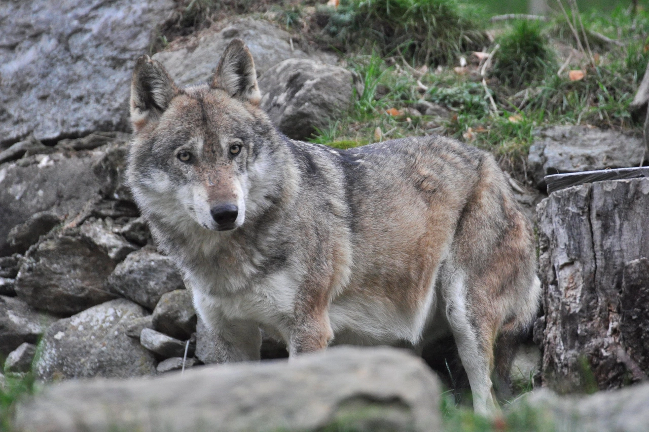 Lupo o cane randagio: dopo l'ultima aggressione a Vasto si vuol catturare l'animale