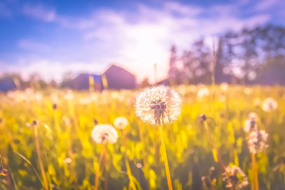 Stagione estiva, oggi il solstizio d'estate 2019: l'ora esatta