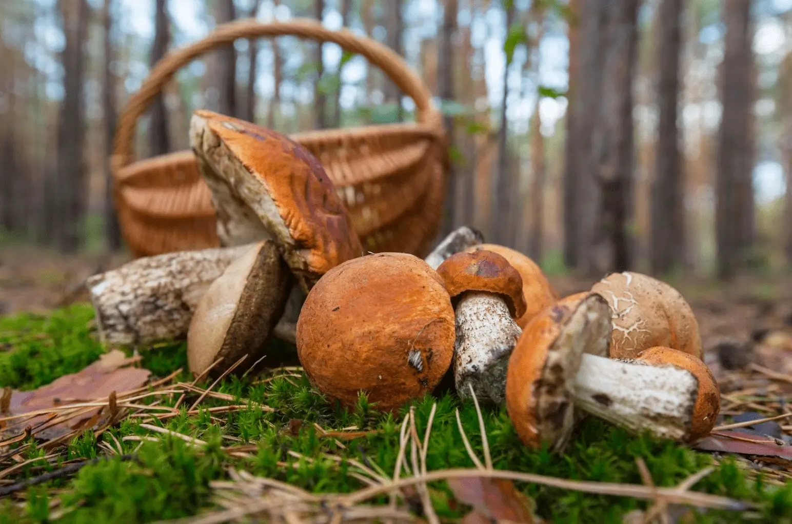 Funghi, la guida di Soccorso alpino e Cai: 3 errori da evitare. “Così si cercano in sicurezza”