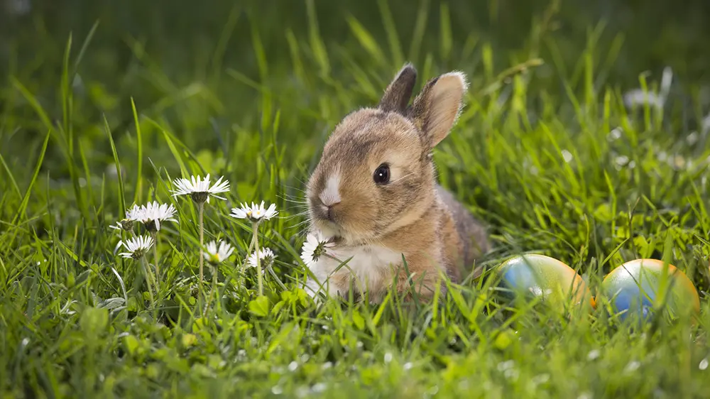 Buona Pasqua 2022, gli auguri: le frasi d'autore e le immagini più belle