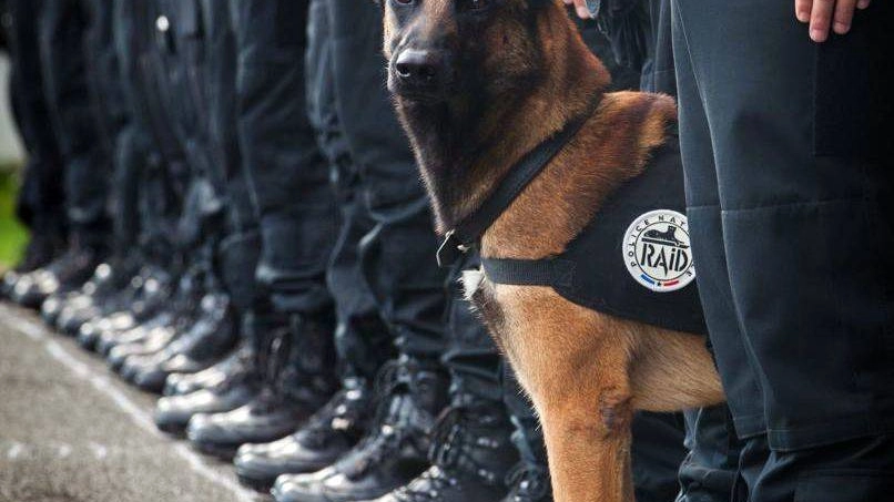 Diesel, il cane poliziotto ucciso a Parigi nel blitz anti-Isis (Olycom)