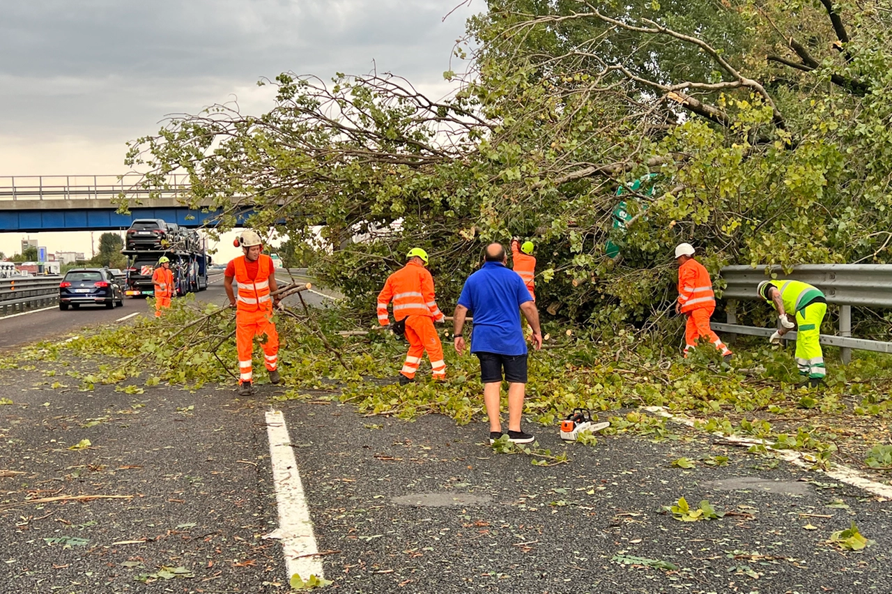 Il lavori per la messa in sicurezza dell'albero caduto sulla tangenziale ovest ad Assago