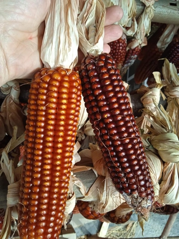 Agricoltura sostenibile, il professore dei semi antichi: “Io cercatore di varietà, così salviamo la nostra storia”