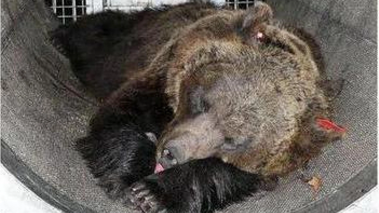 Orso M49, catturato e portato nel centro di Casteller (Ansa)