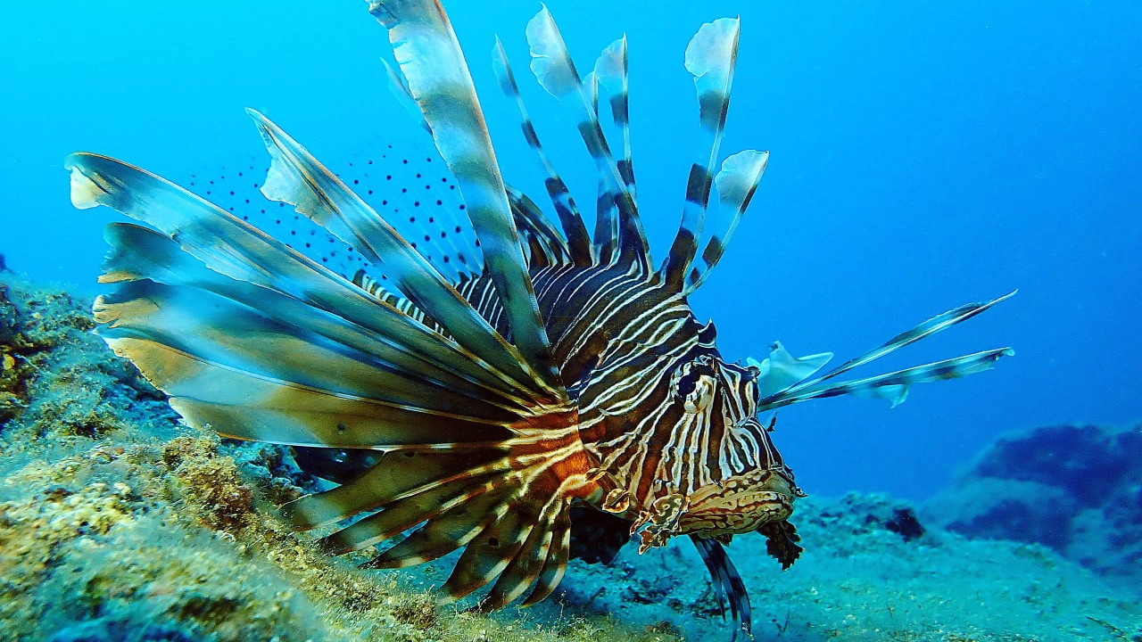 Un esemplare di pesce scorpione