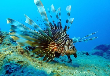 Pesce scorpione sulle coste italiane: perché arriva e cosa può provocare