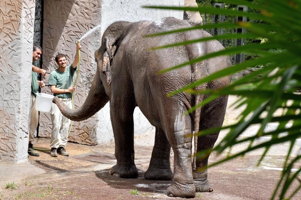 Ghiaccioli contro il caldo per gli animali del Bioparco di Roma