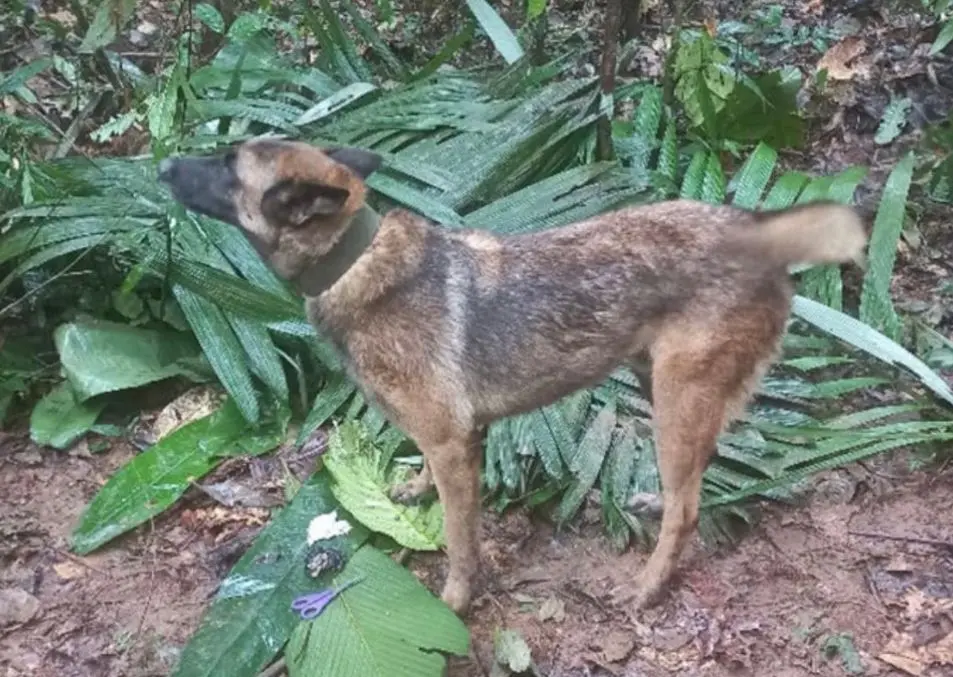 Bambini vivi in Colombia: così la maggiore Lesly ha salvato i fratellini.  «Pane di manioca e rifugi con gli elastici». La zia: «Hanno sempre giocato  alla sopravvivenza»