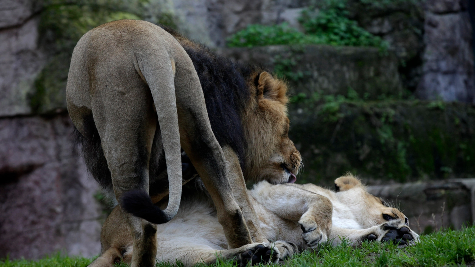 Approcci tra leone e leonessa (Foto L.Gallitto)