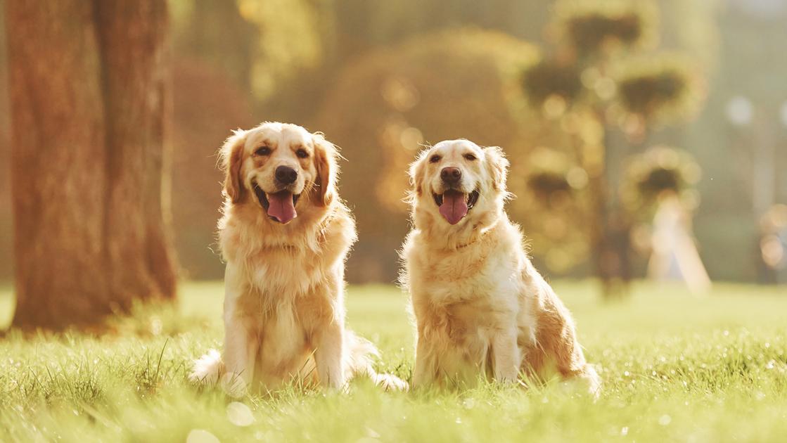 La giornata internazionale del cane è il 26 agosto perché si festeggia