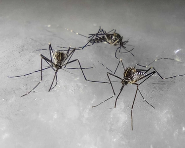 Dengue, l’Argentina dichiara l’emergenza sanitaria. Italia prima in Europa per contagi nel 2023