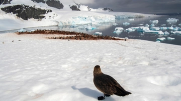 Influenza aviaria in Antartide: “E’ la prima volta, il virus A/H5 trovato in due skua morti”