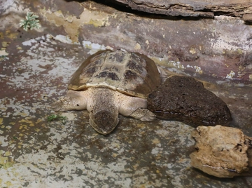 Roma, tartaruga azzannatrice in un giardino a Capena