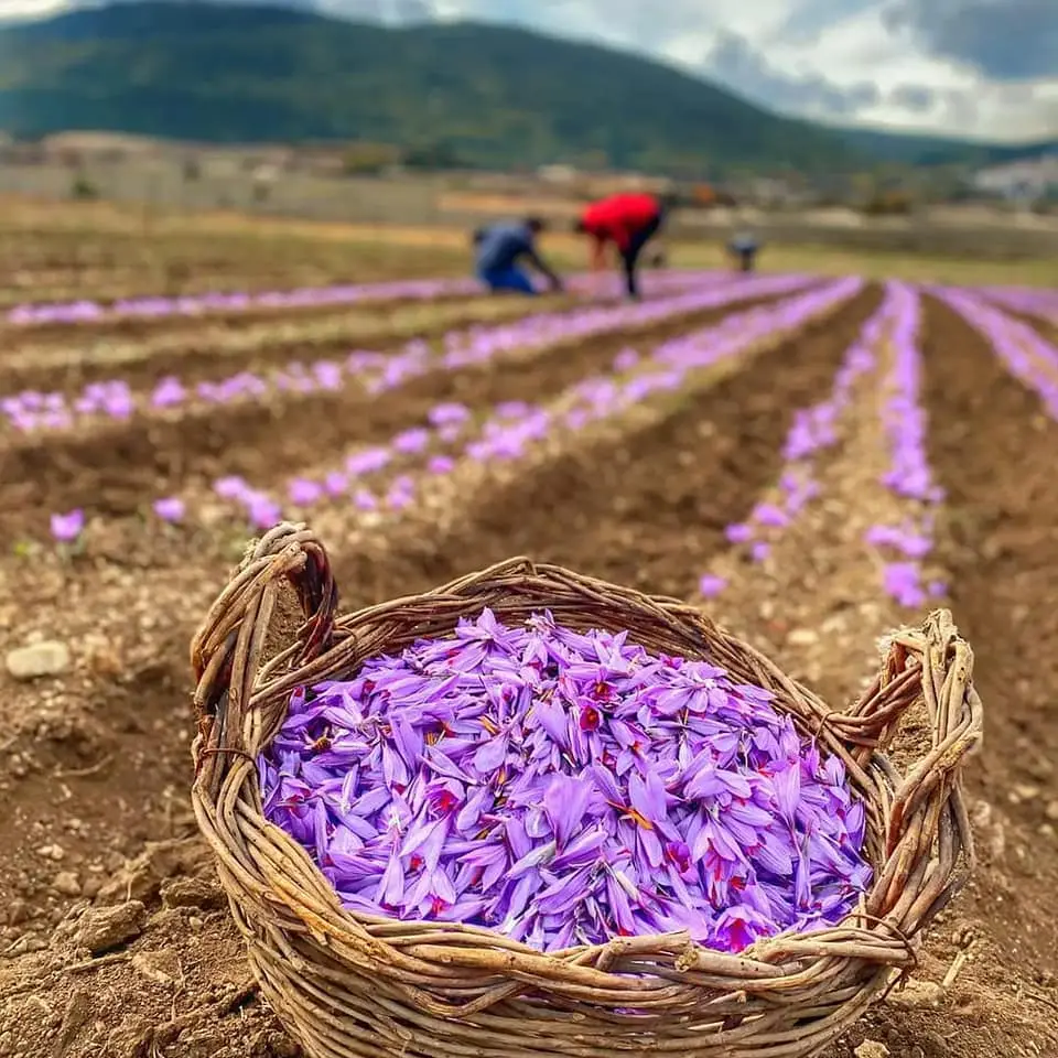 Zafferano, la raccolta diventa un business: nasce il turismo dell'oro rosso tra distese di fiori viola