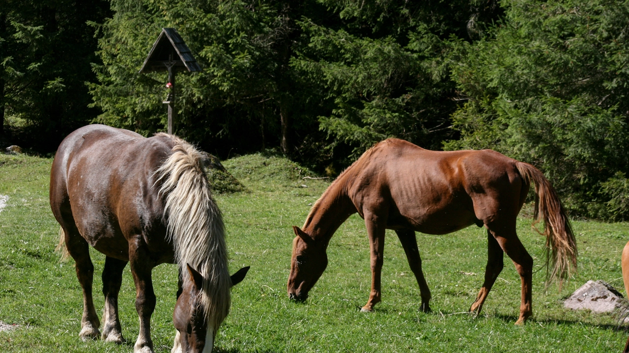 Cavalli al pascolo (Foto L.Gallitto)