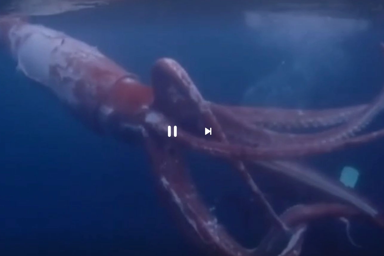 Un calamaro gigante filmato al largo delle coste giapponesi