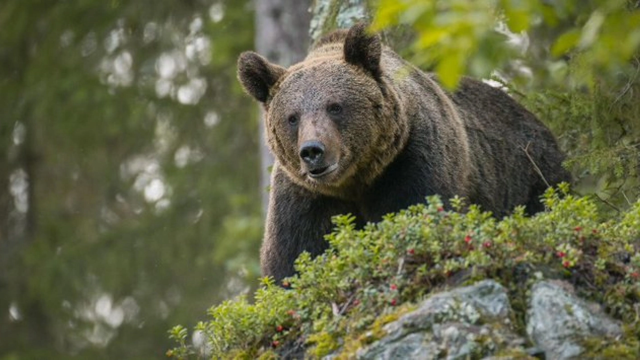 L'orso Mj5 (dal profilo Twitter di Lav Italia)