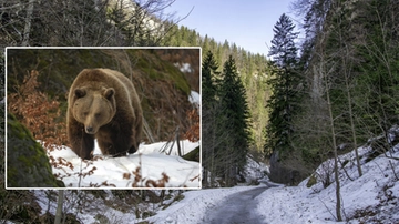 Orsa JJ4: cosa dice davvero l'ordinanza del Tar? Dalla morte di Andrea Papi ai ricorsi degli animalisti, i punti chiave