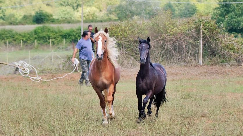 Walter e Libero, i cavalli salvati dal mattatoio