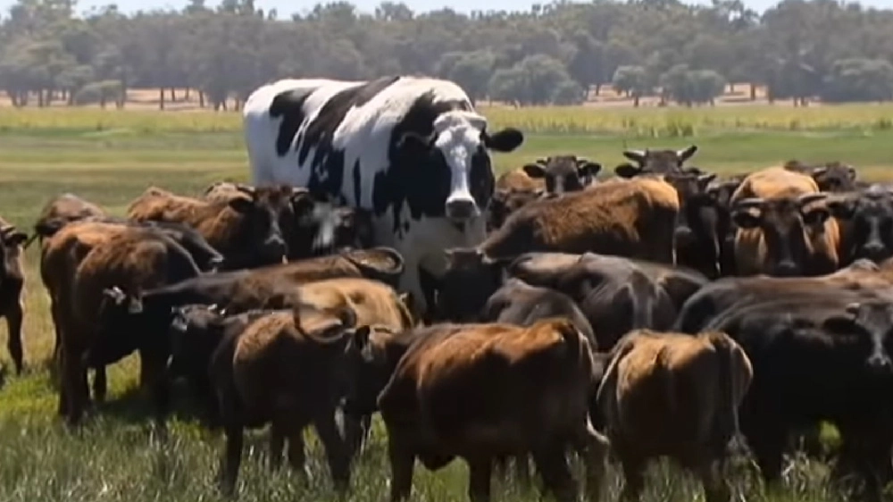 Knickers, la mucca gigante (Foto: Guardian News/YouTube)