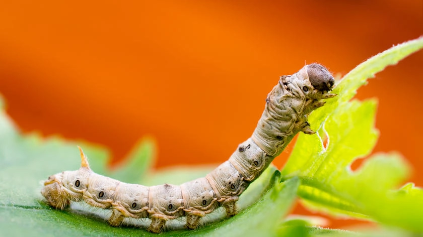 Un baco da seta pasteggia con una foglia di gelso (Foto: Deborah Lee Rossiter/Alamy)