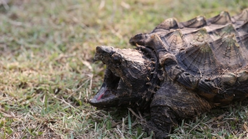 Torino, tartaruga alligatore e gli altri. “La mia vita a curare gli animali proibiti (e pericolosi)”