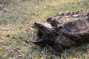 Torino, tartaruga alligatore e gli altri. “La mia vita a curare gli animali proibiti (e pericolosi)”