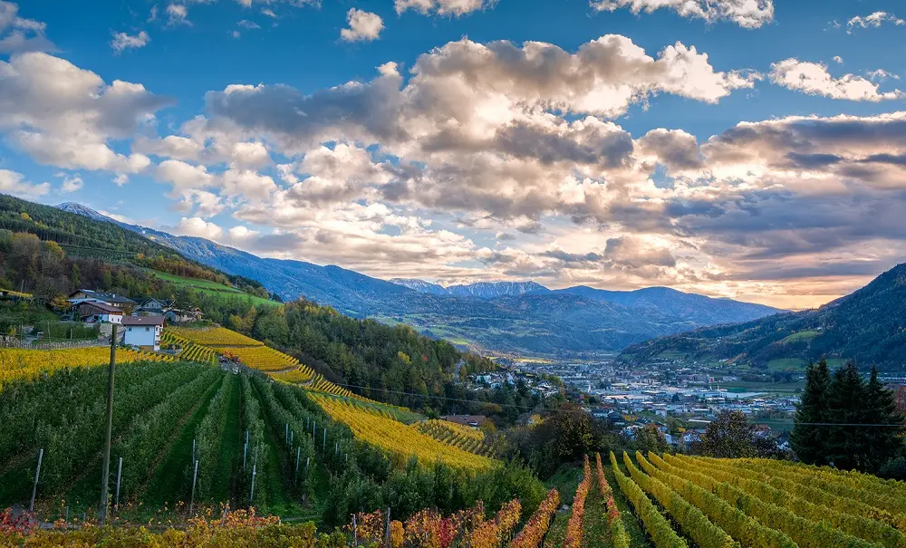 Alto Adige, vite spericolate per vini bianchi rivoluzionari