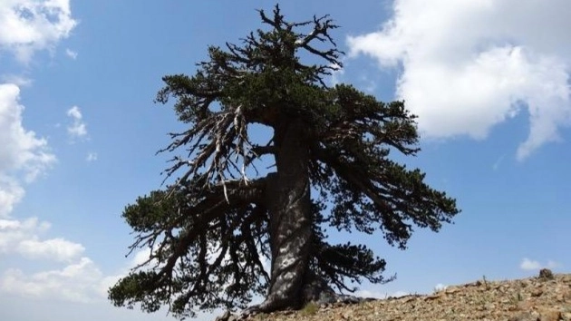 Adonis, l'essere vivente più vecchio d'Europa (Foto: Dr. Oliver Konter, Mainz)