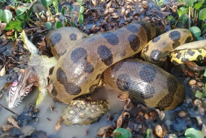 Un'anaconda verde settentrionale si nutre di un altro rettile (Jesus Rivas, dal sito della University of Queensland)