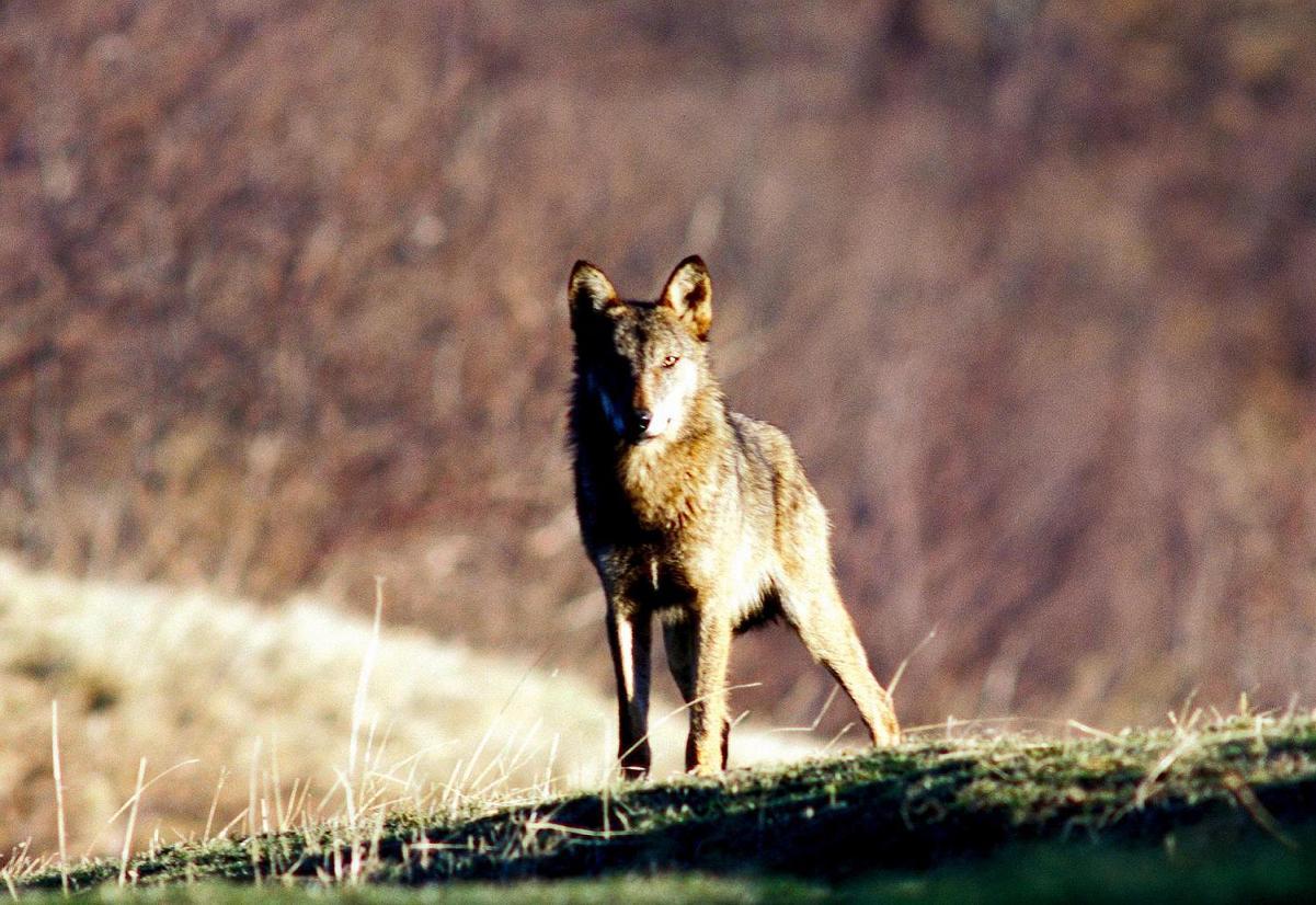 Lupi E Ibridi: Cosa Sta Succedendo E Cosa C'entra 'il Biondo'