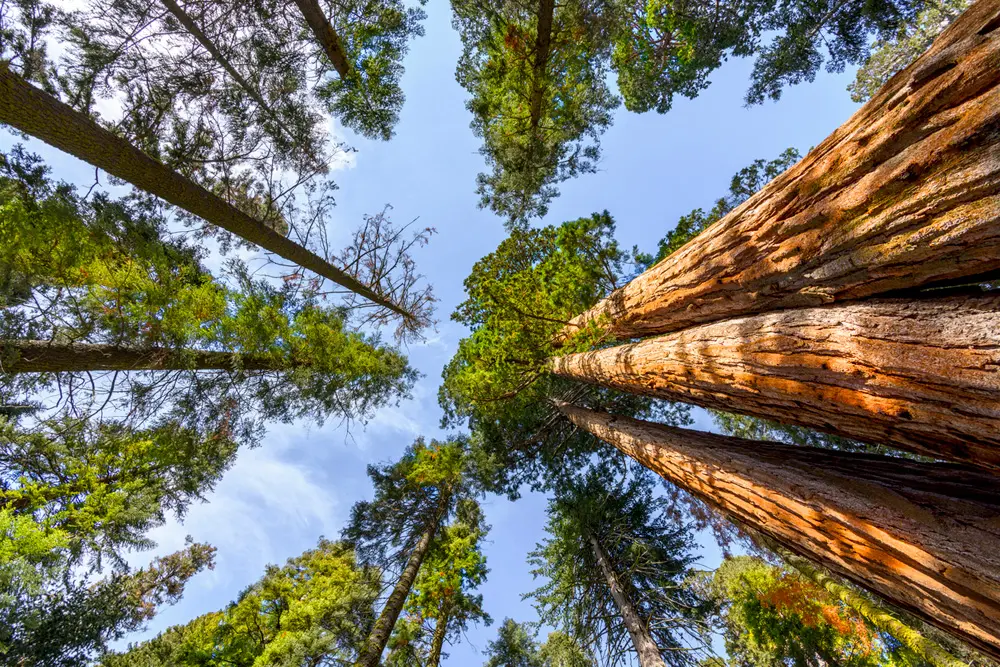 Natura, troppi turisti (e danni): vietato avvicinarsi all'albero più alto del mondo