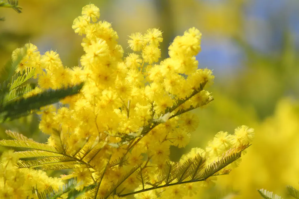 Festa delle donne 2021: ecco perché l'8 marzo si regalano le mimose