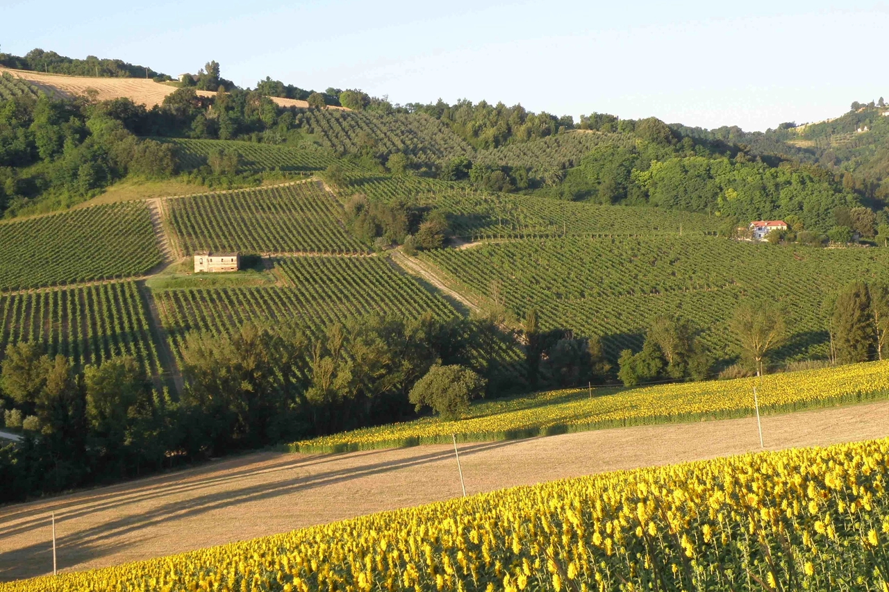 Vigneti Sartarelli a Poggio San Marcello