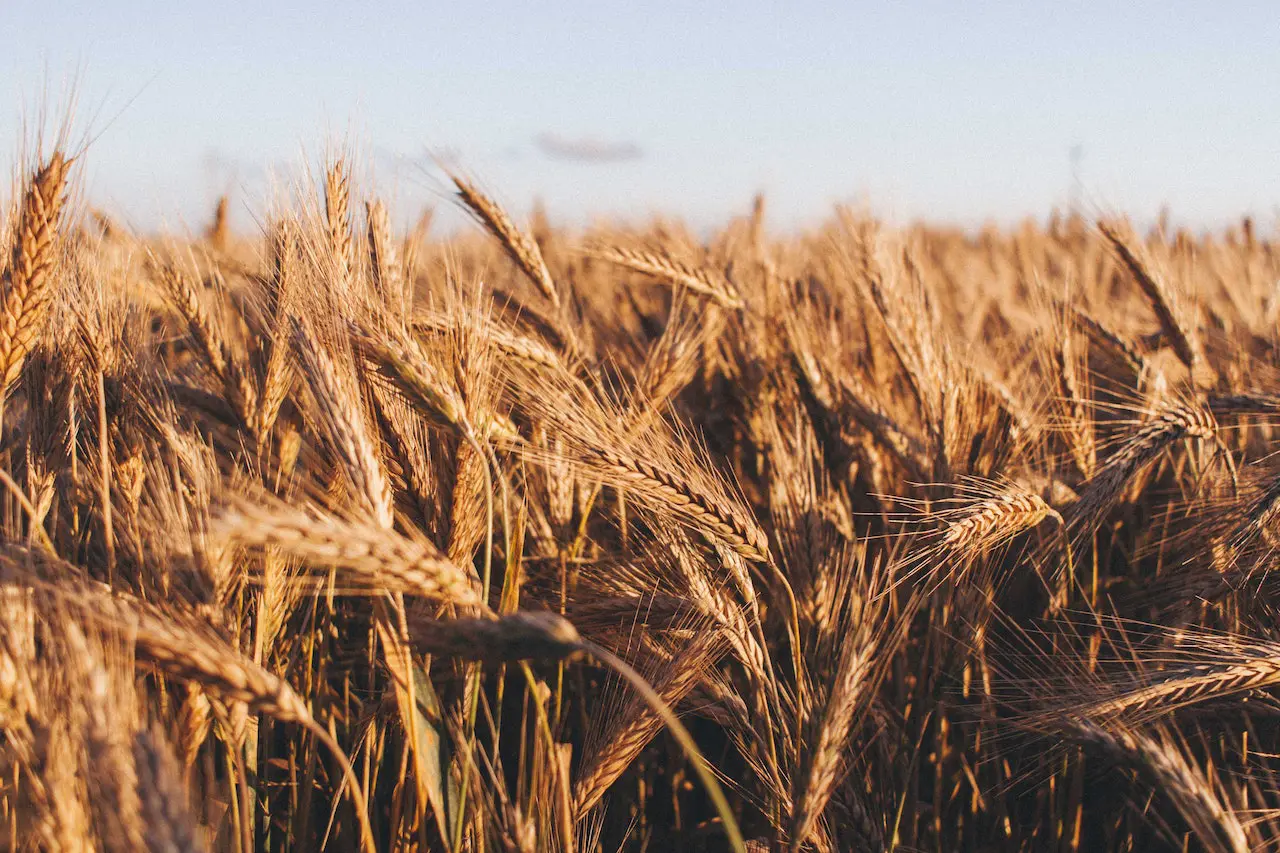 Grano a rischio siccità: piante dalle radici più lunghe grazie all’editing genetico